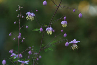 Thalictrum dipterocarpum  bestellen